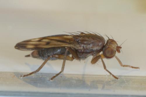 Opomyza germinationis